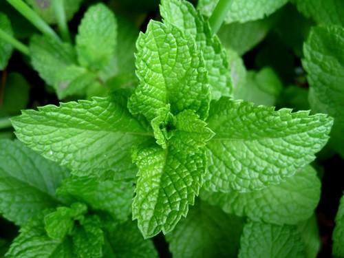 Những loại thảo mộc dễ trồng trong sân vườn